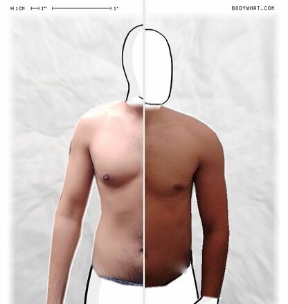 Torso Comparison