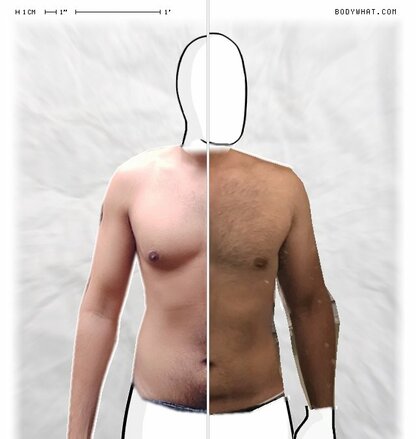 Torso Comparison