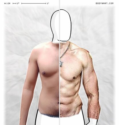 Torso Comparison