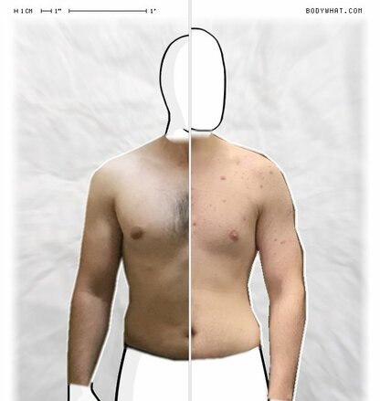 Torso Comparison