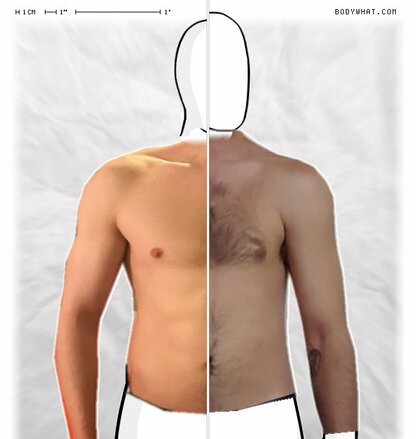 Torso Comparison