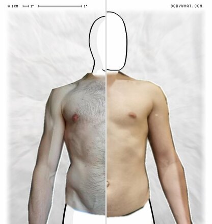 Torso Comparison
