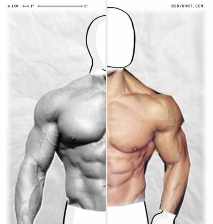 Torso Comparison