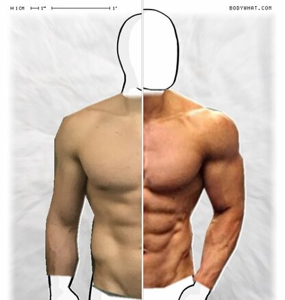 Torso Comparison