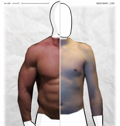 Torso Comparison