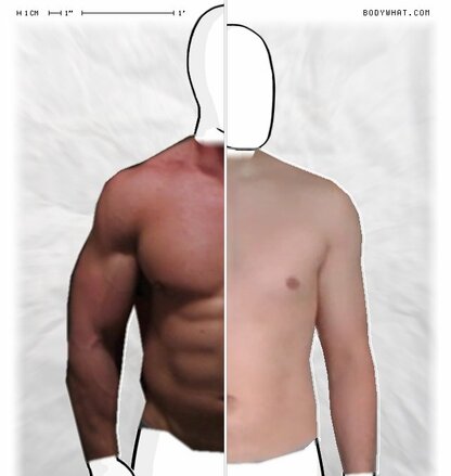 Torso Comparison