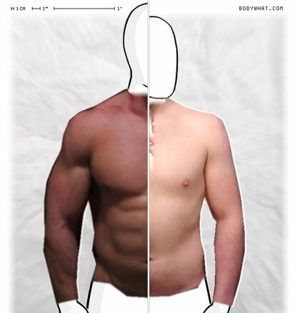 Torso Comparison