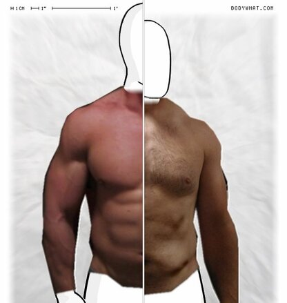 Torso Comparison