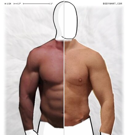 Torso Comparison
