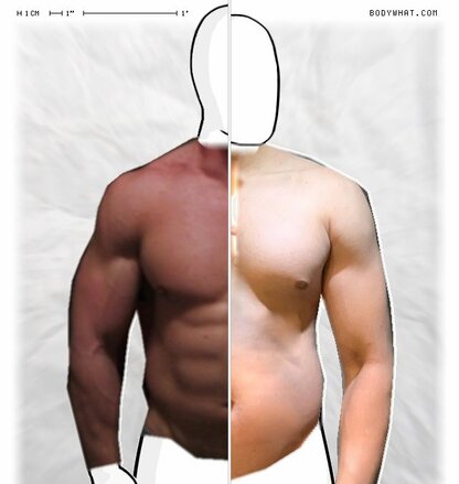 Torso Comparison