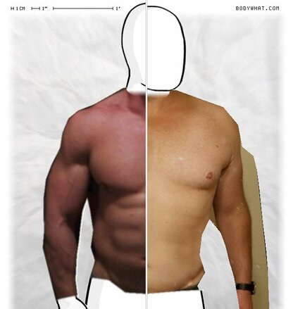 Torso Comparison