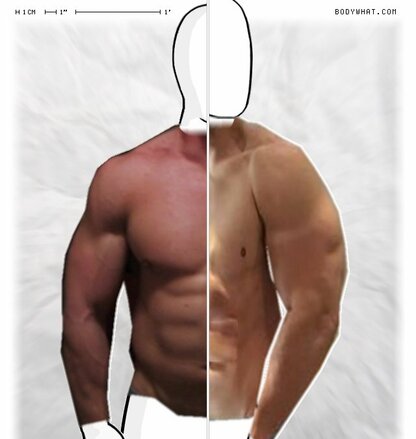 Torso Comparison