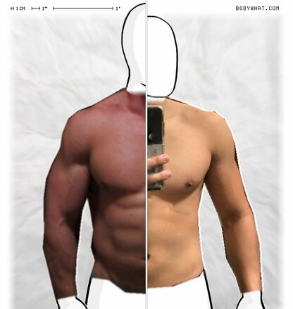 Torso Comparison