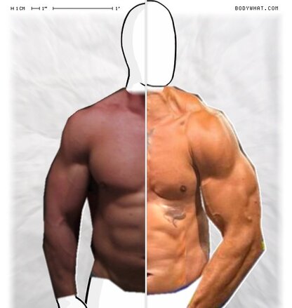 Torso Comparison