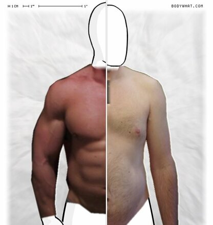 Torso Comparison