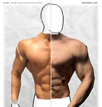 Torso Comparison