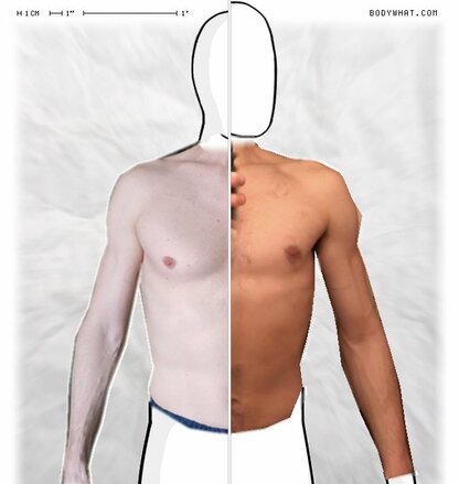 Torso Comparison