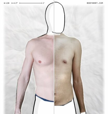 Torso Comparison