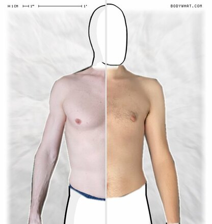 Torso Comparison
