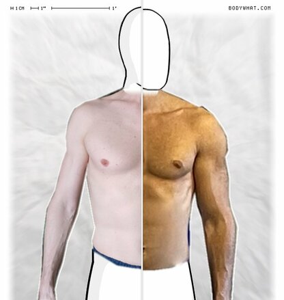 Torso Comparison