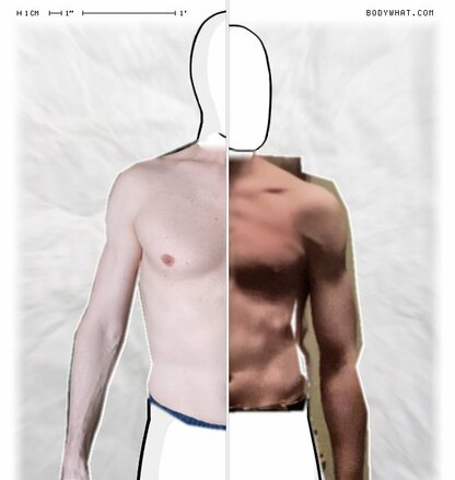 Torso Comparison