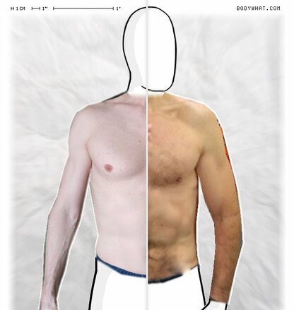 Torso Comparison