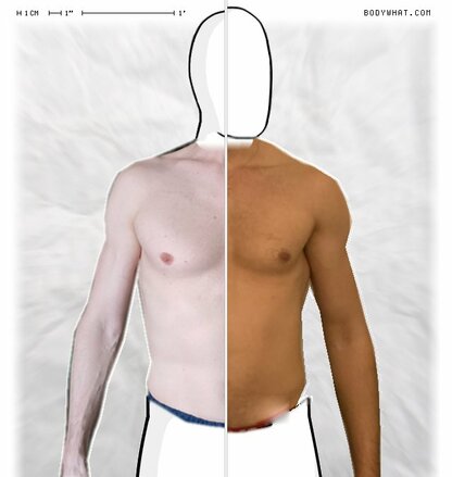 Torso Comparison