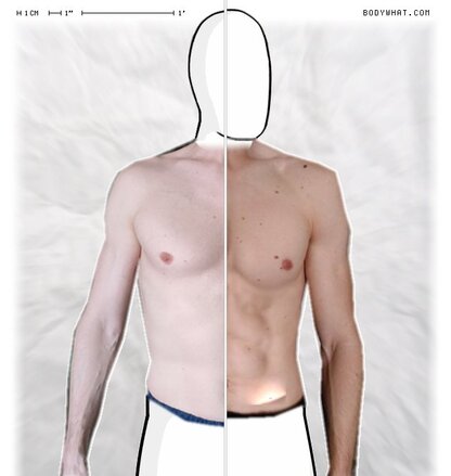 Torso Comparison