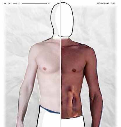 Torso Comparison