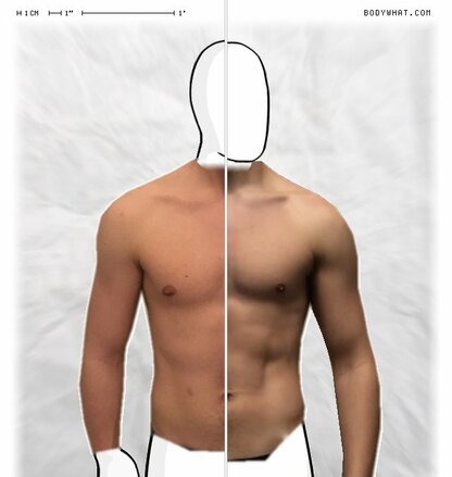 Torso Comparison