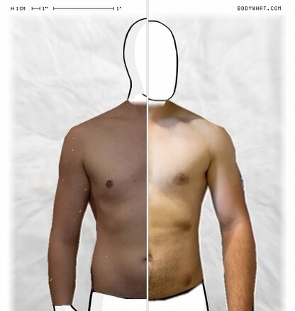 Torso Comparison
