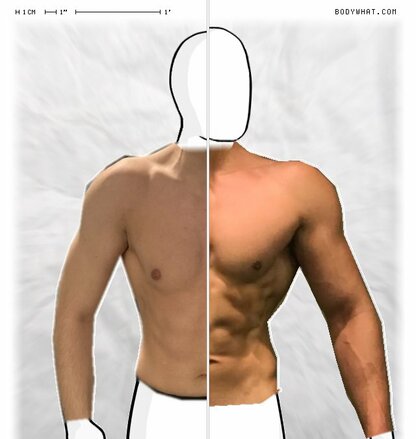 Torso Comparison