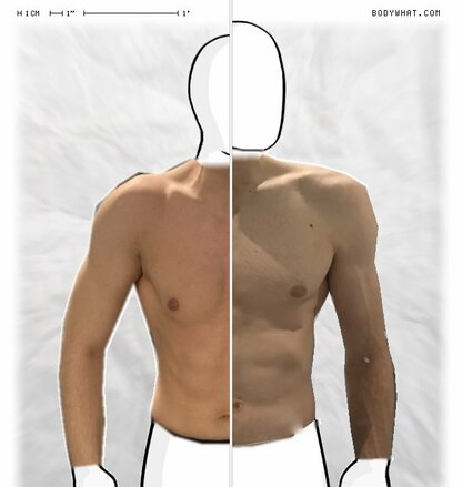 Torso Comparison