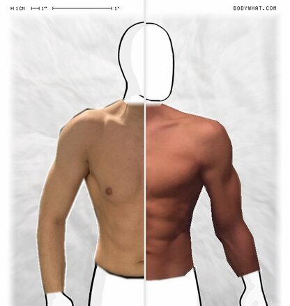 Torso Comparison