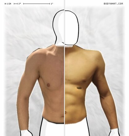 Torso Comparison