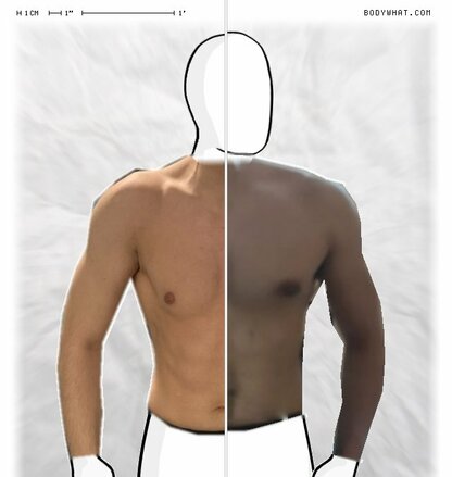 Torso Comparison