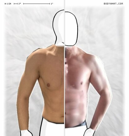 Torso Comparison