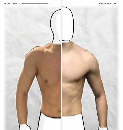 Torso Comparison