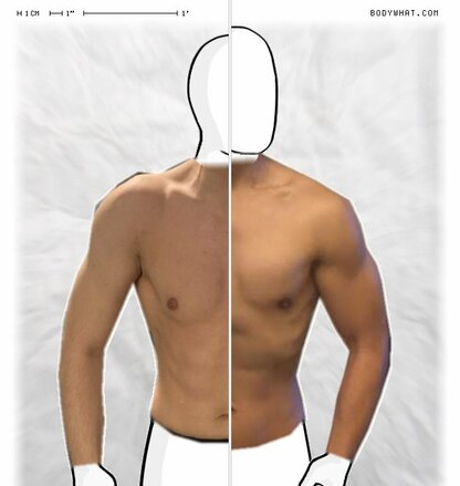 Torso Comparison
