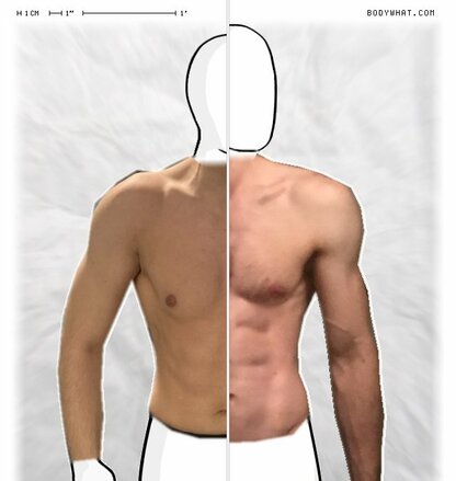 Torso Comparison