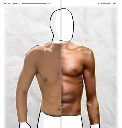 Torso Comparison