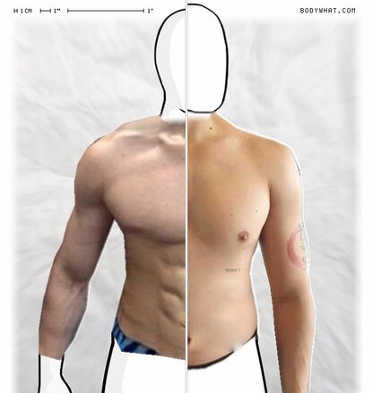 Torso Comparison