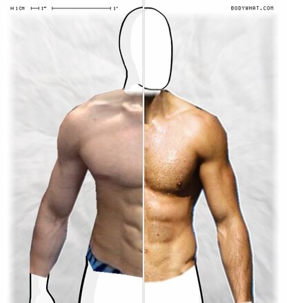 Torso Comparison