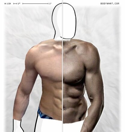 Torso Comparison