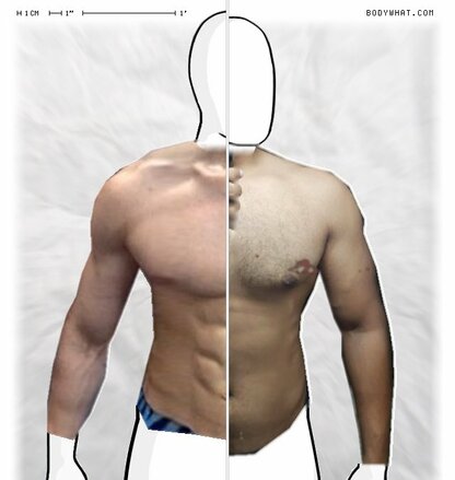 Torso Comparison