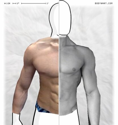 Torso Comparison