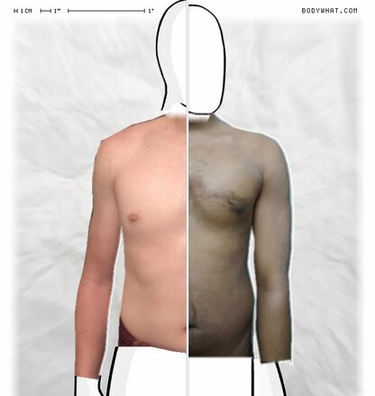 Torso Comparison