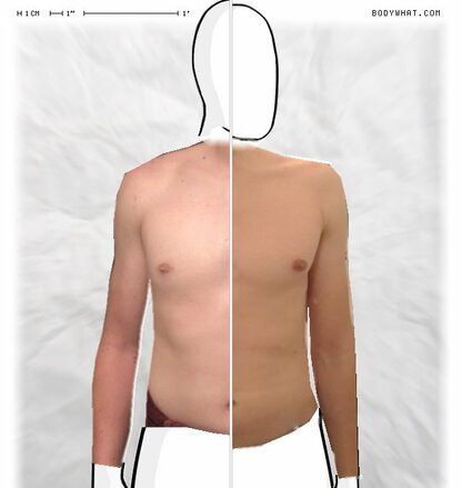 Torso Comparison