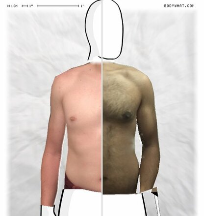 Torso Comparison