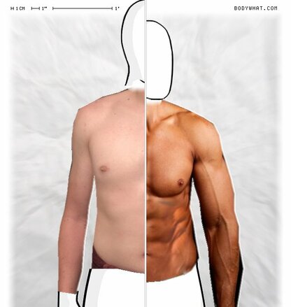Torso Comparison